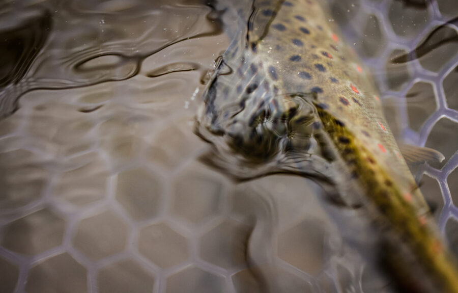 TroutCast Delivers Drought Forecasts for Montana’s Blue-Ribbon Rivers