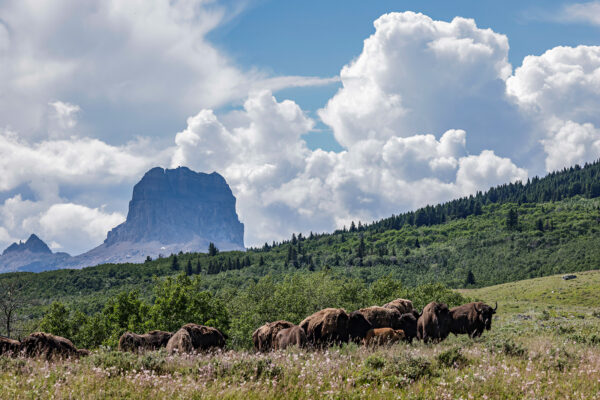 The Daily Roundup: Gathering at Chief Mountain Highlights Cultural Preservation