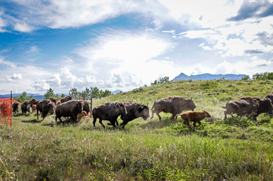 Waterton-Glacier International Peace Park Announces 20th Annual Science and History Week