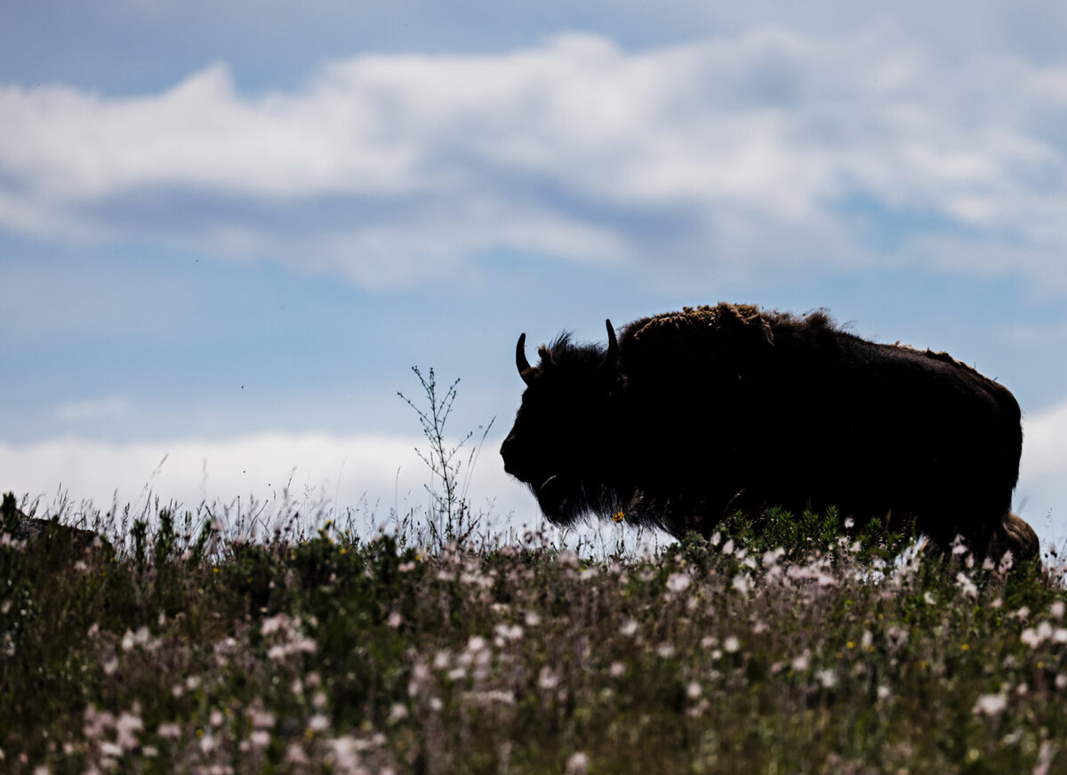 The Disturbing Story of How America Saved the Buffalo – Mother Jones