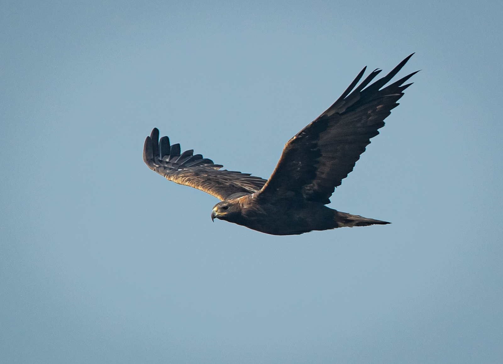 Birds of prey face global decline from habitat loss, poisons