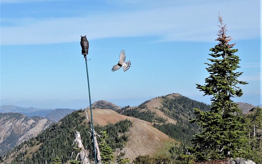 Tracking Montana’s Raptors - Flathead Beacon