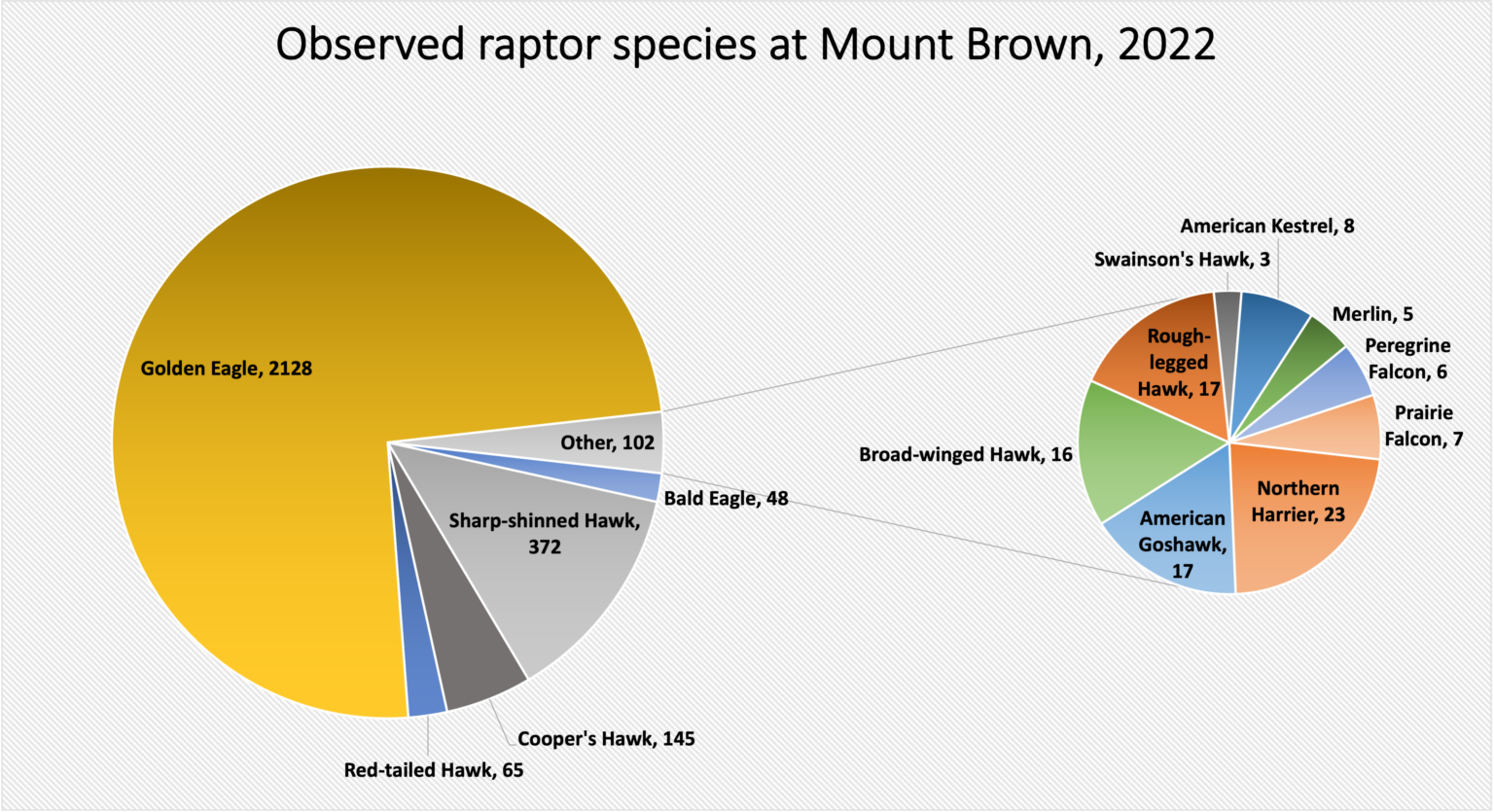 Tracking Montana’s Raptors - Flathead Beacon