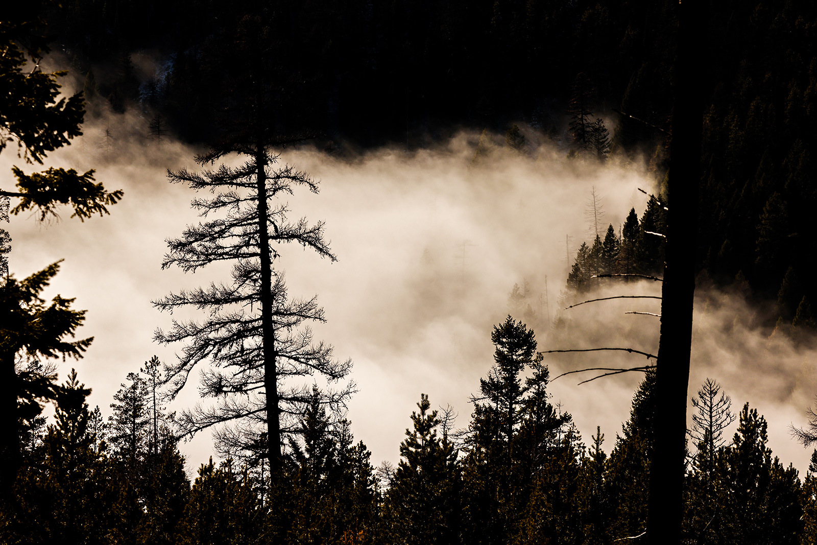 Inversion Flathead Beacon