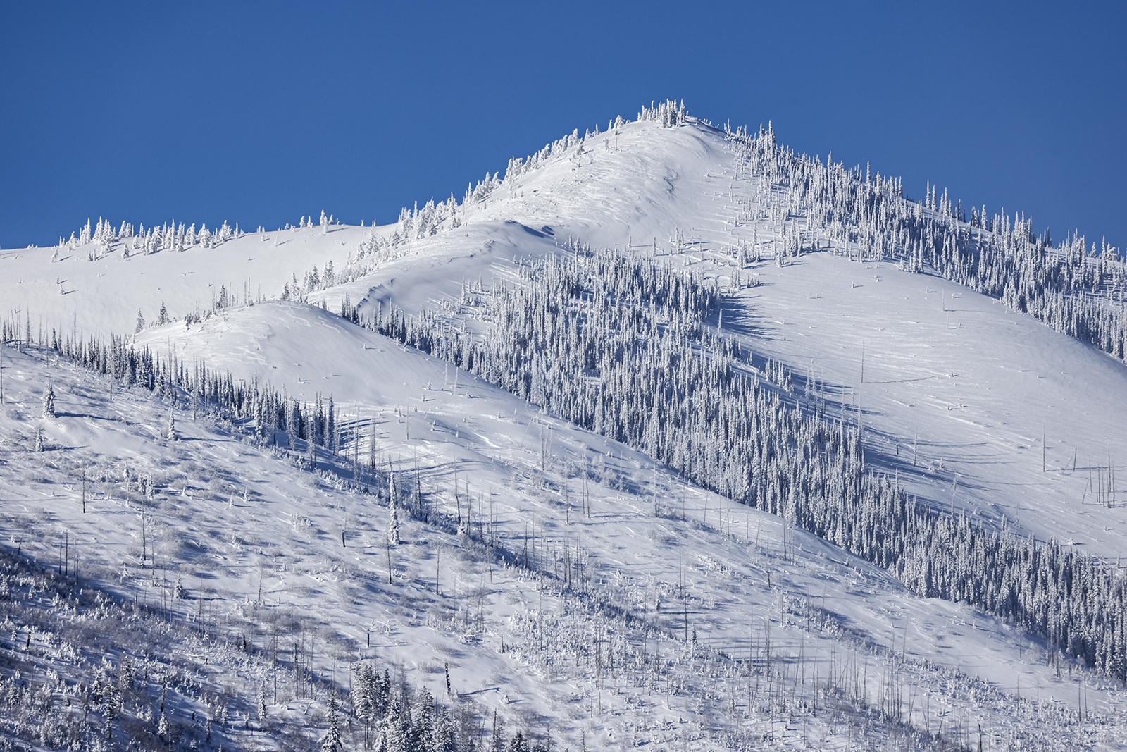 13 Inches Of Snow In Columbia: See Pics From Major Snowfall