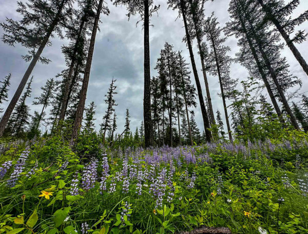 New Conservation Easement Safeguards 51 Acres of Former Timberland Near Swan Lake