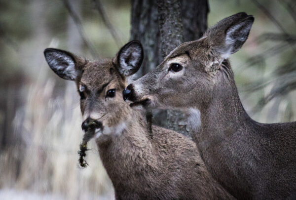 Northwest Montana Hunters Report Steady Harvests