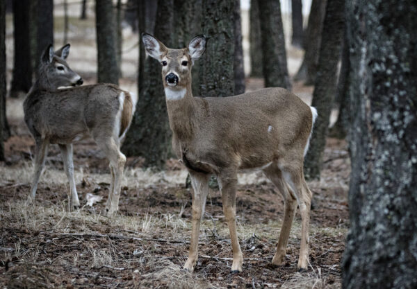 General Deer and Elk Hunting Season Opens Strong in Northwest Montana