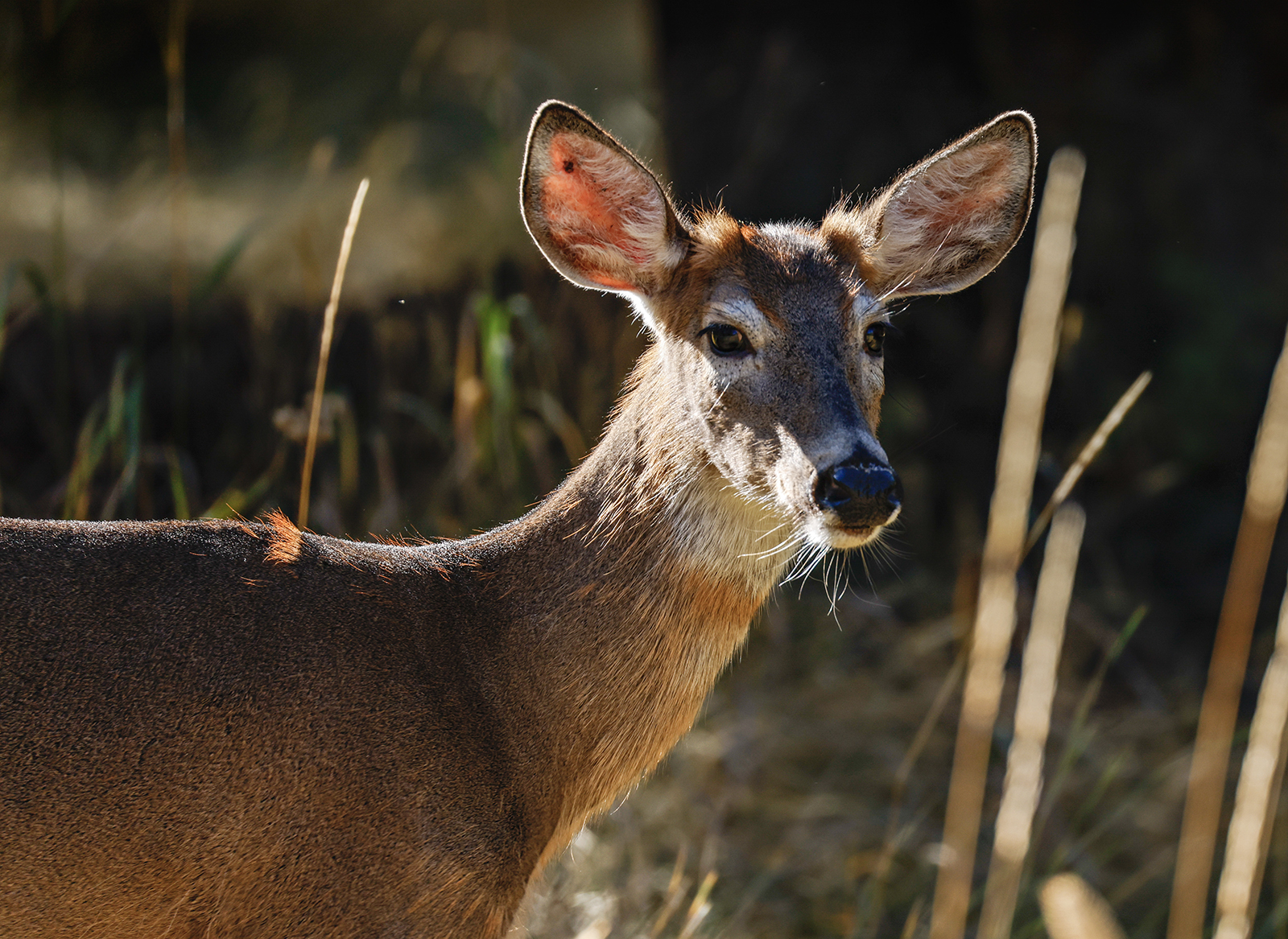 Hunter Success Rate Improves in Northwest Montana – Flathead Beacon