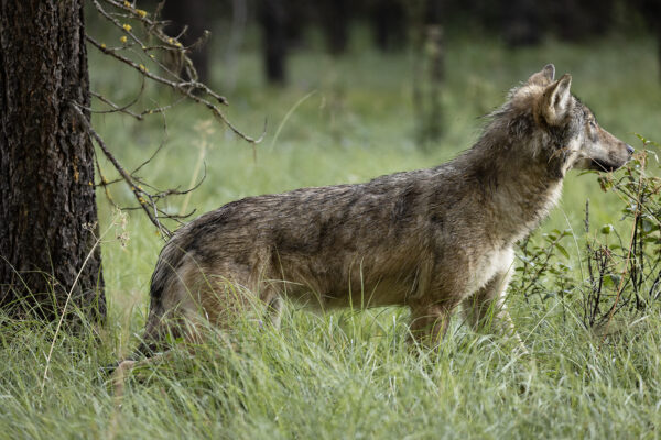 Study Questions Effectiveness of Wolf Hunting for Livestock Loss Prevention