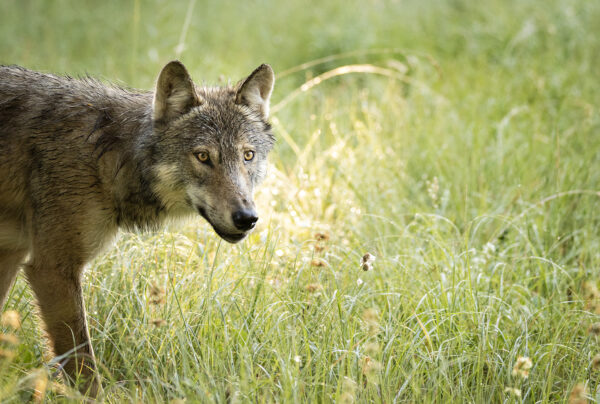 Montana Raises Wolf Hunting Cap to 452, Stops Shy of Statewide Quota
