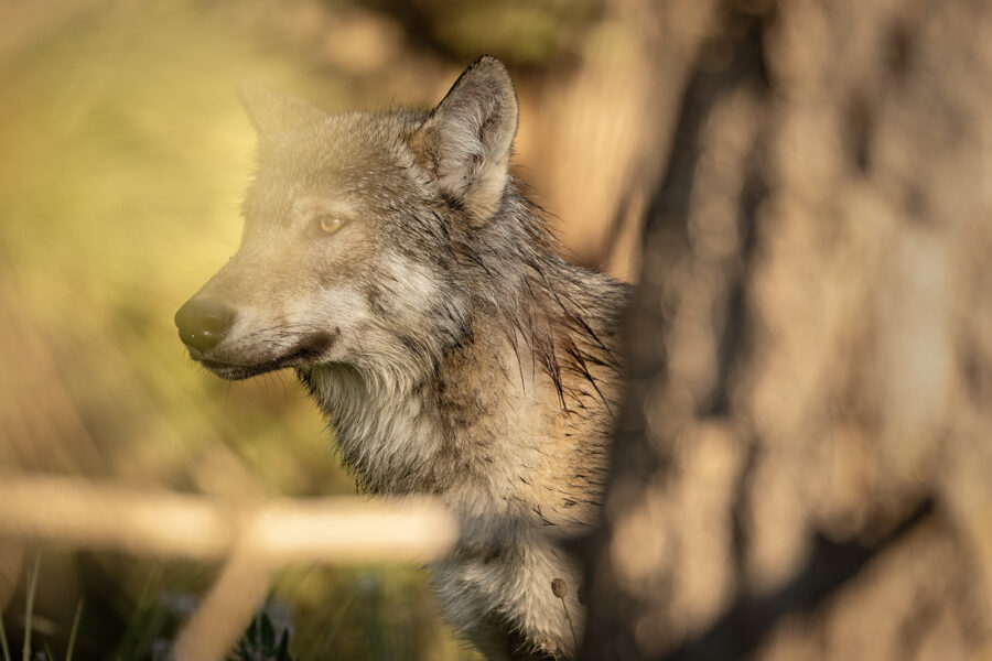 State Judge Allows 2025-2026 Wolf Hunting and Trapping Regulations to Stand