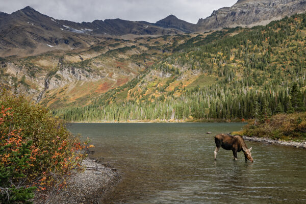 Autumnal Hues in Glacier