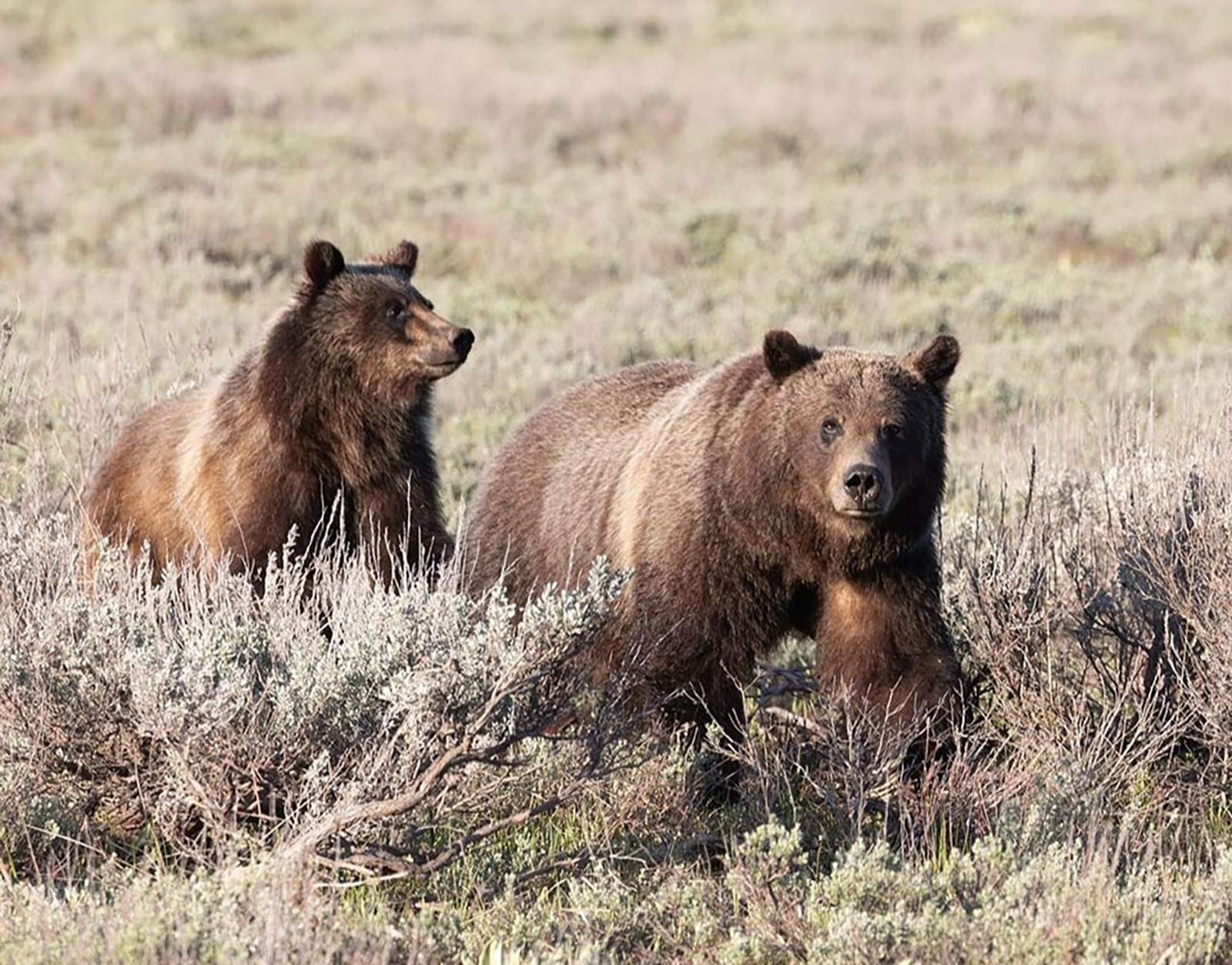 Vigil Geld For Grizzly No. 399, The Beloved Grand Teton Bear Who Was ...