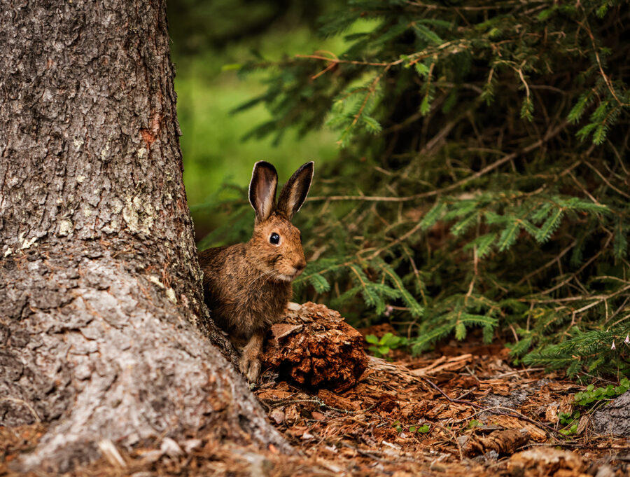 Glacier National Park Officials Confirm Two New Cases of Tularemia