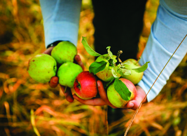 North Valley Food Bank Apple-picking Event Blends Conservation with Community Care
