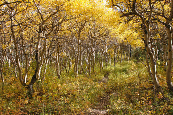 Free Falling into the Next Adventure