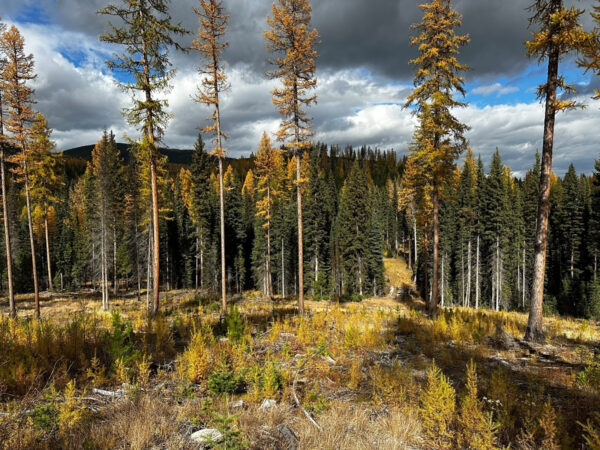 The Daily Roundup: Flathead Land Trust Protects 52-acre Property Near Star Meadows