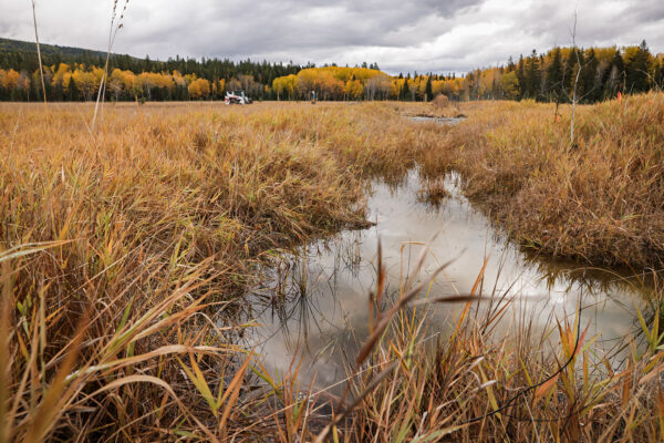 The Rewilding of Whitefish&#8217;s Viking Creek