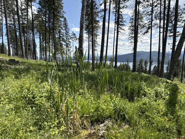 Conservation Easement Protects Big Mountain Wildlife Habitat