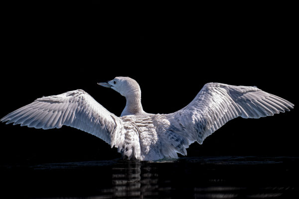Once in a White Loon: Audubon Features Whitefish Photographer’s Images of White-feathered Loon