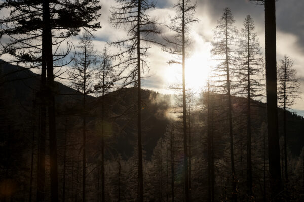 Stakeholders Weigh in on Granite Moccasin Logging Project