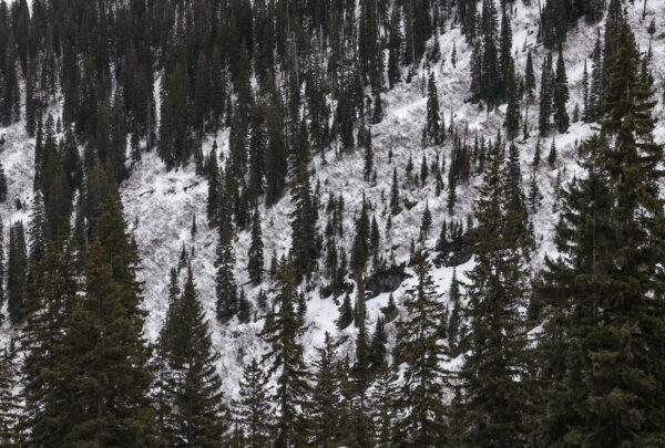 New Logging Project Proposed in Recommended Wilderness, Roadless Areas Along Wild and Scenic Flathead River