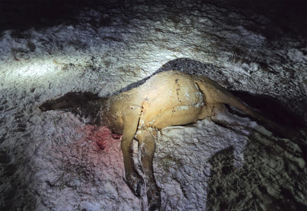 FWP Wardens Investigate Poaching Cases in Northwest Montana