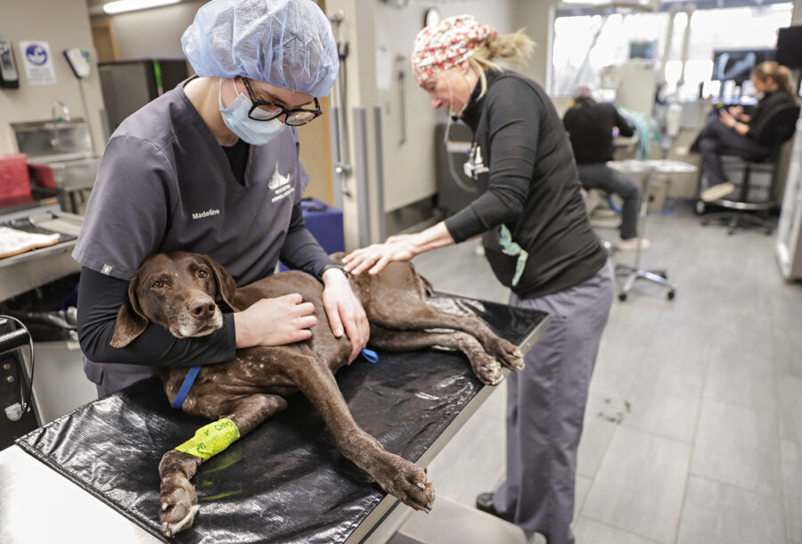 At Whitefish Animal Hospital, Homegrown Staff Build Lifelong Connections to the Community