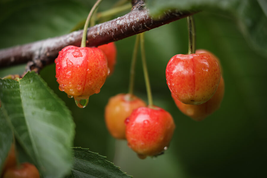 Flathead Cherry Producers Say Harvests are ‘Hit or Miss’ this Summer