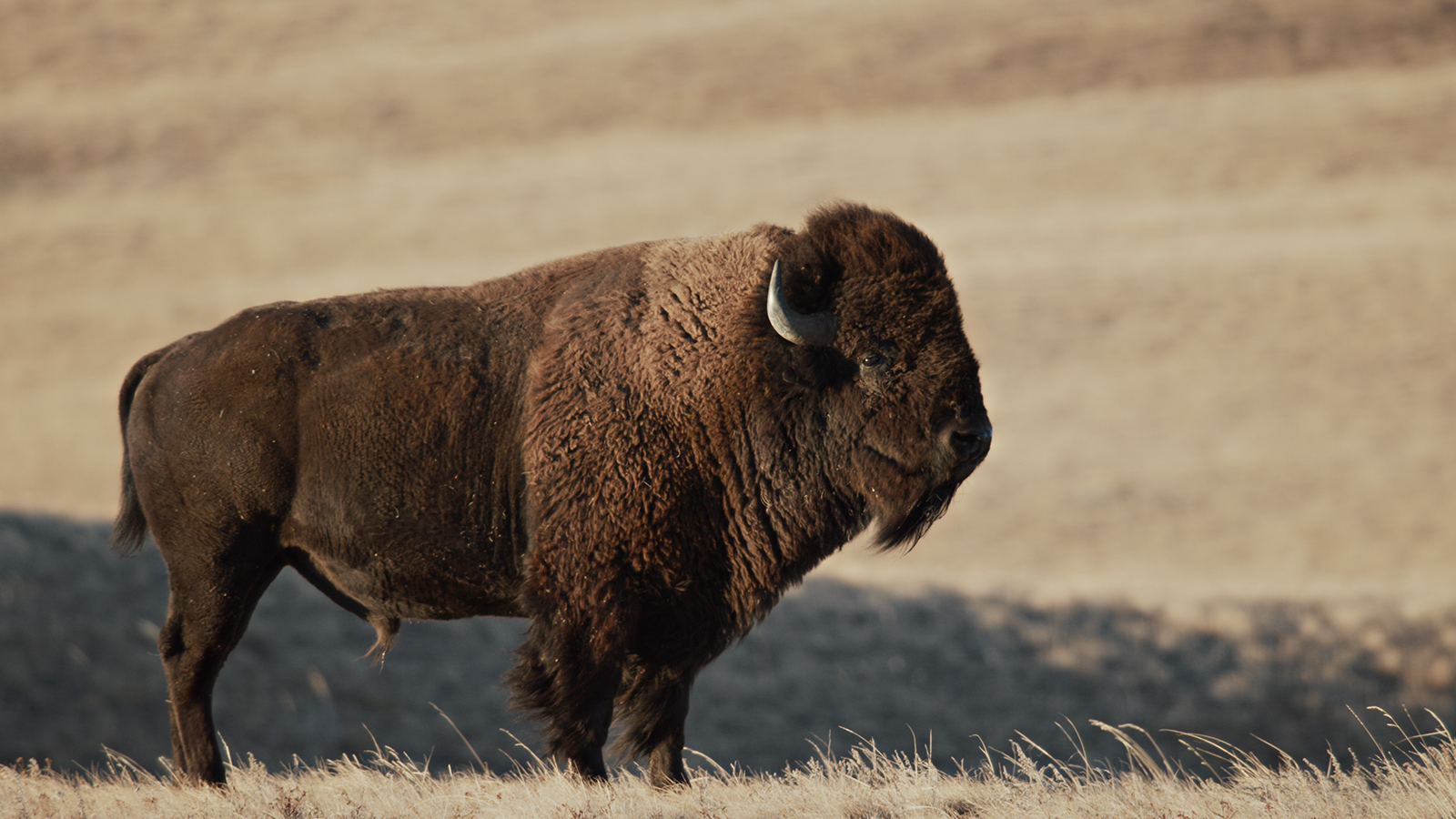 ‘Bring Them Home’ Blackfeet Bison Documentary Honored with Emmy Nominations