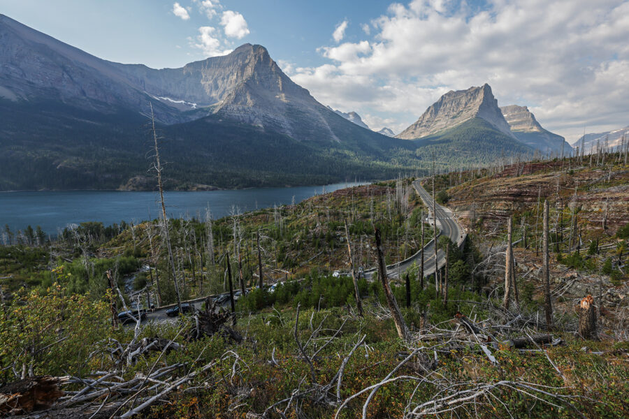 Beaver Tests Positive for Tularemia in Glacier National Park