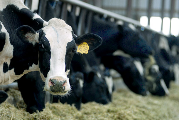 Holiday Season Means Milk Shortage for Local Dairy