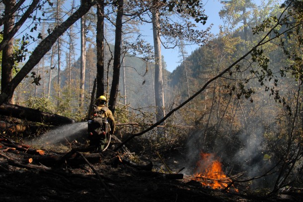 New Study Proves High Flammability of Trees Attacked by Pine Beetles