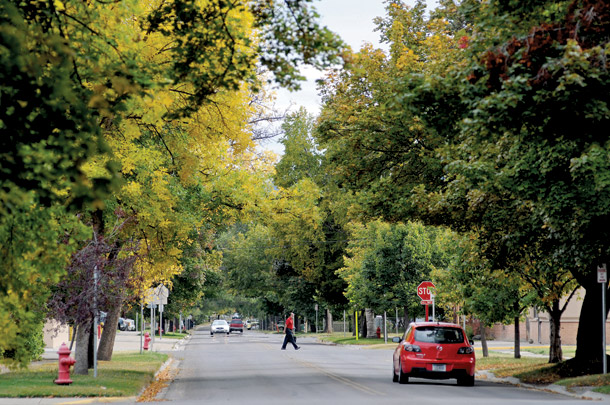 Kalispell’s Shrinking American Elm Population