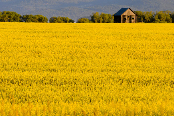 Flathead Crops Feeling the Heat