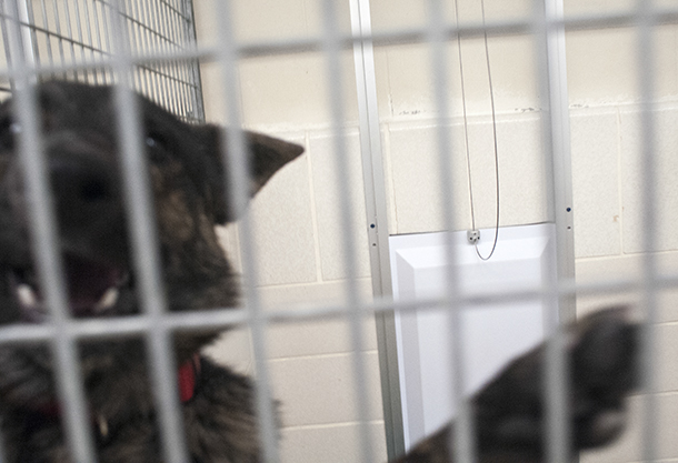 County Animal Shelter Renovations Complete