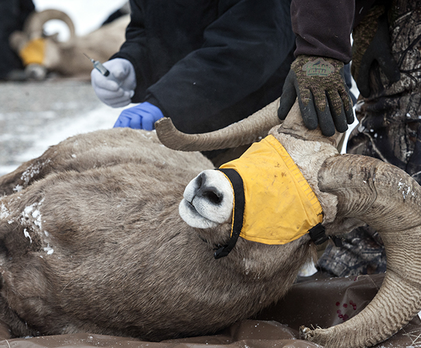 Photos | Video: Bighorn Sheep Relocation from Wild Horse Island