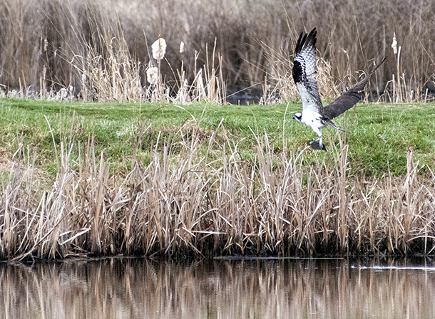 Osprey Catches Fish in Dry Bridge Pond