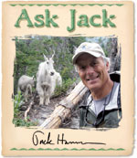 Ask Jack: Orphaned Deer & Best Place for an “Exotic” Vacation
