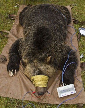 Five Grizzly Bears Captured In Seven Days