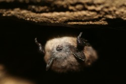 North American Bat Death Toll Exceeds 5.5 Million