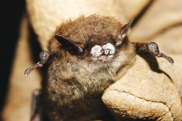 Bio-Blitz of Bat Research