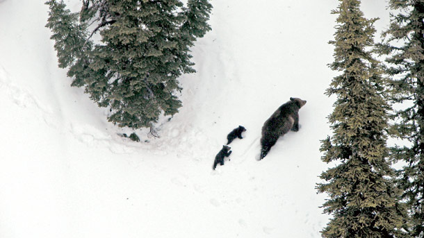 Post-Delisting Grizzly Management Plan Being Drafted