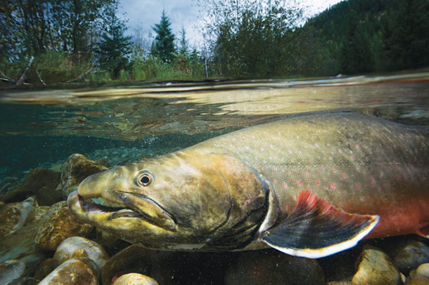 Agencies Differ Over Bull Trout Status