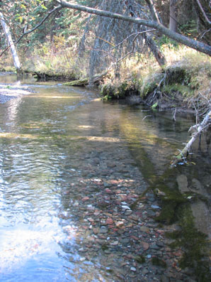 Bull Trout Redd Counts Completed In The Flathead System
