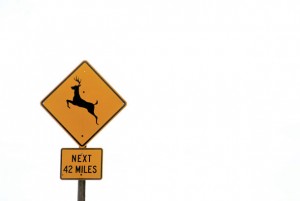 Montana Ranks Second in U.S. for Deer Collision Likelihood