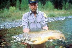 Decline in Flathead Native Fish Numbers Continues