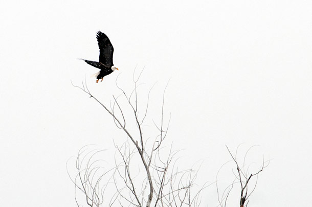 Endangered Species Act Under Scrutiny