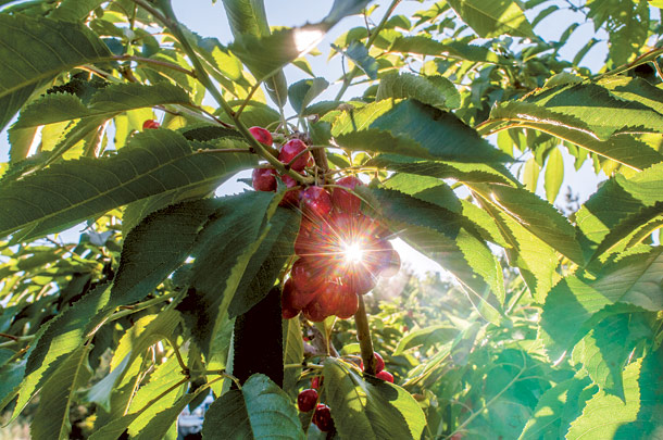 Flathead Cherries Ripening for Harvest